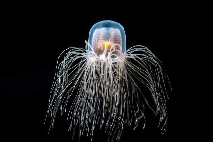 Immortal jellyfish